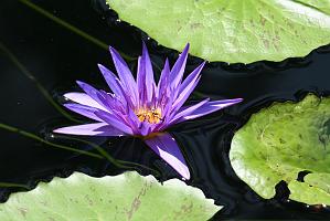 2025-07199685 Tower Hill Botanic Garden, MA